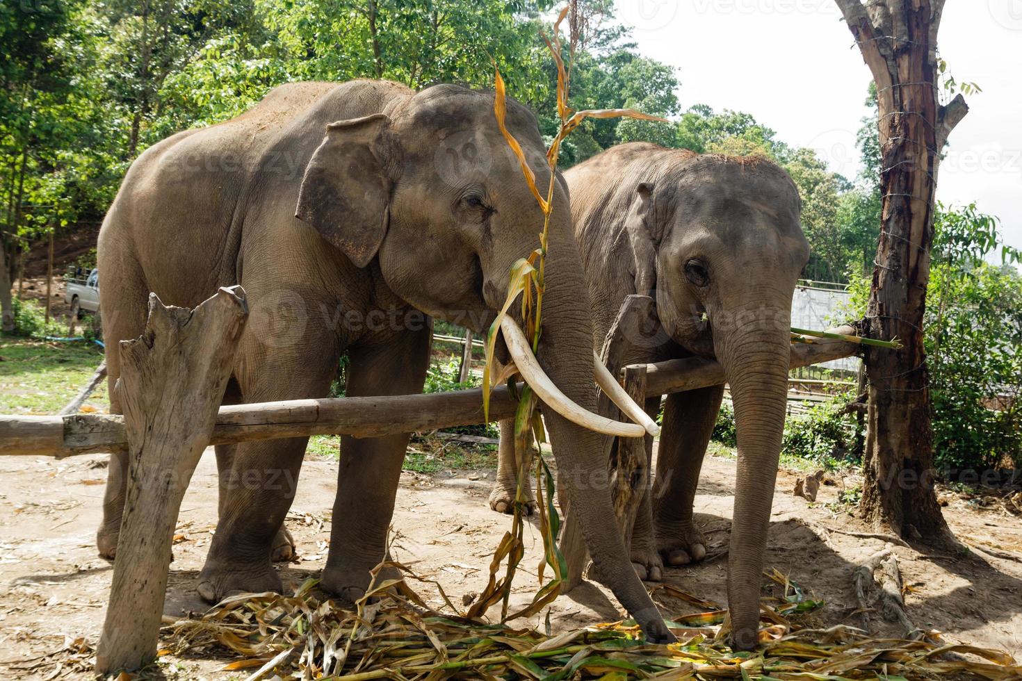 grupo de elefantes adultos en el santuario de cuidado de elefantes, provincia de chiang mai, tailandia. alimentación de elefantes. foto