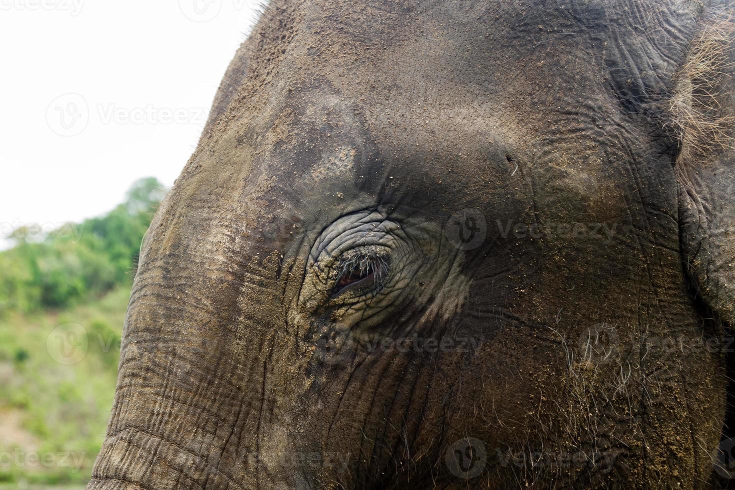 Eye of elephant, close-up. Chiang Mai province, Thailand. photo