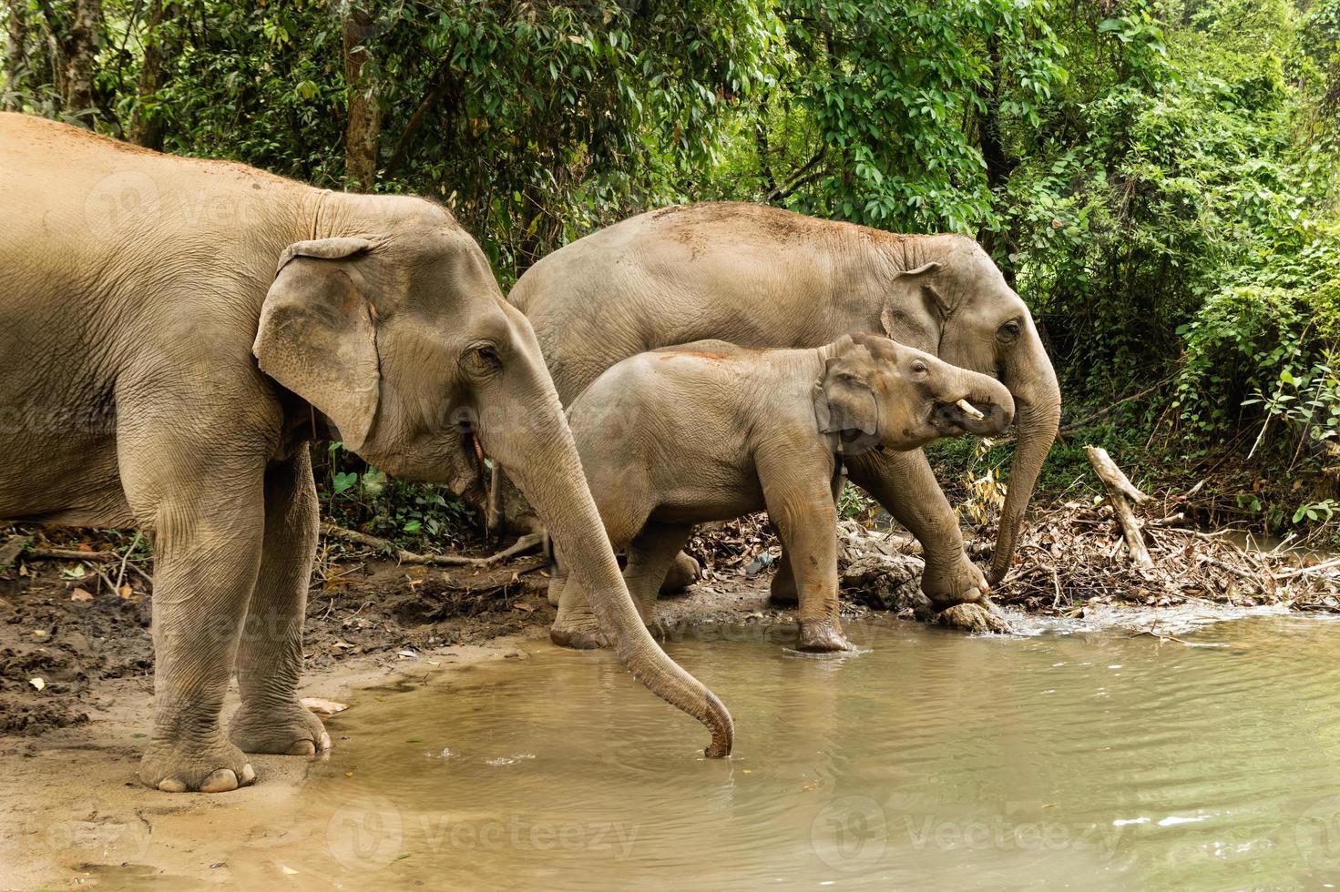 Group of elephants is bathing in a pond between a forest. Chiang Mai province, Thailand. photo