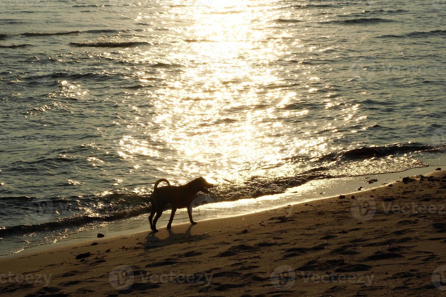 Silhouette of the dog walking on the sandy beach at sunset. photo