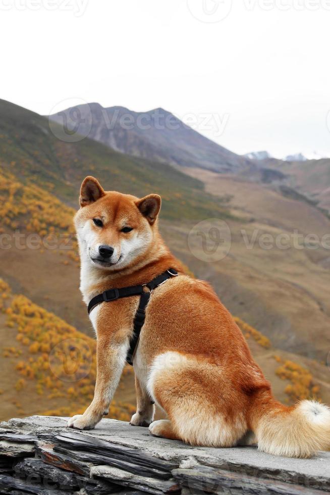 Dog of breed Akita Inu is sitting on a stone on a background of autumn mountains landscape. Caucasus Mountains, Georgia. photo