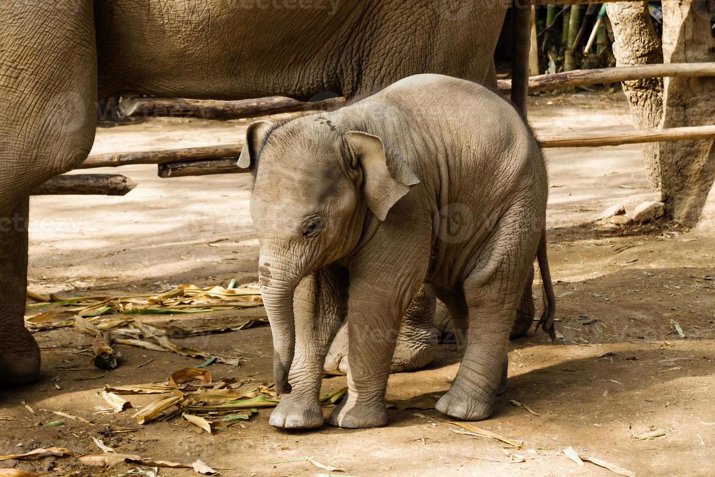 Funny two-month-old baby elephant with its mother. Chiang Mai province, Thailand. photo