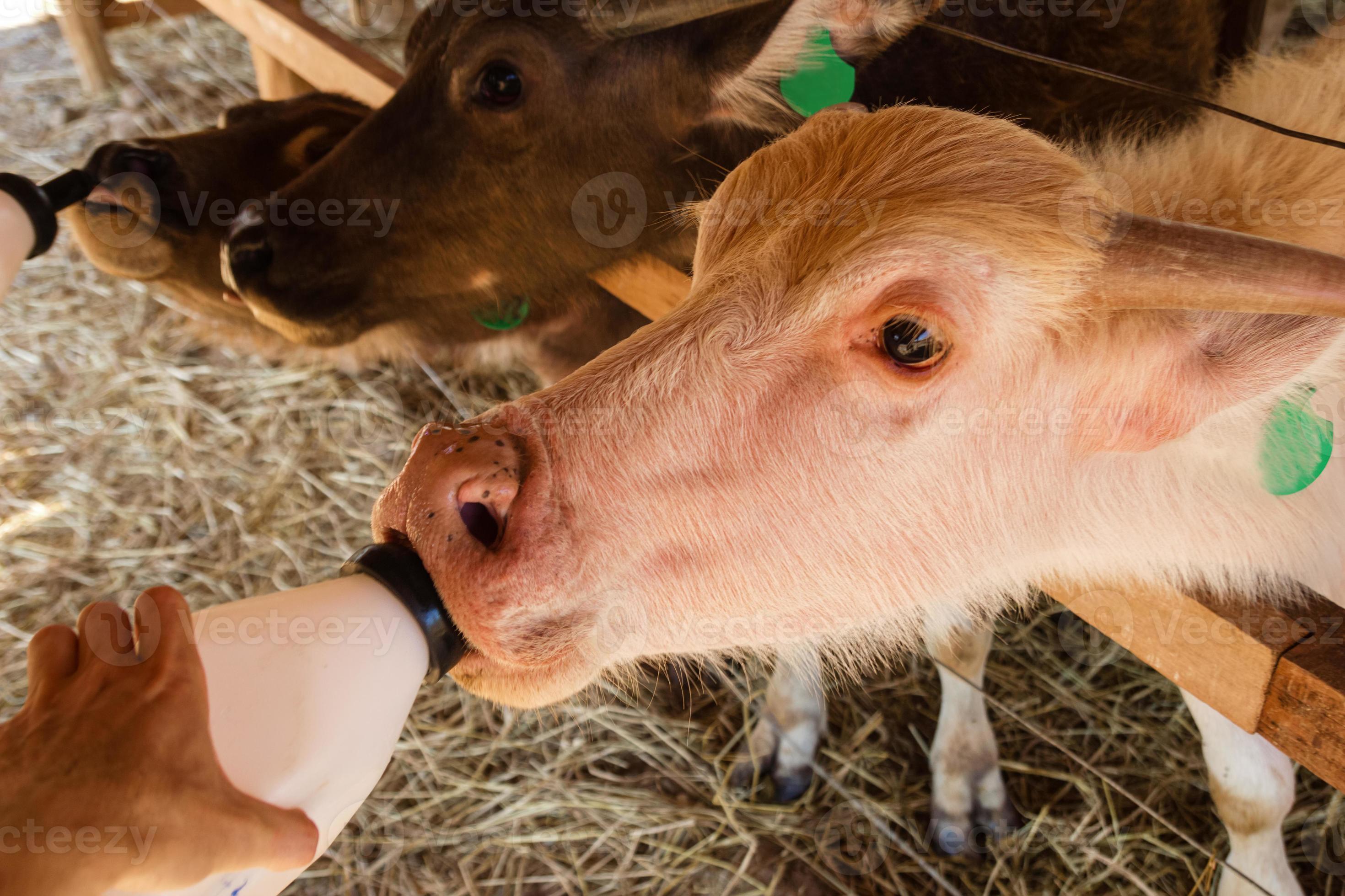 Feeding of little calves milk from bottles on local buffalo farm in