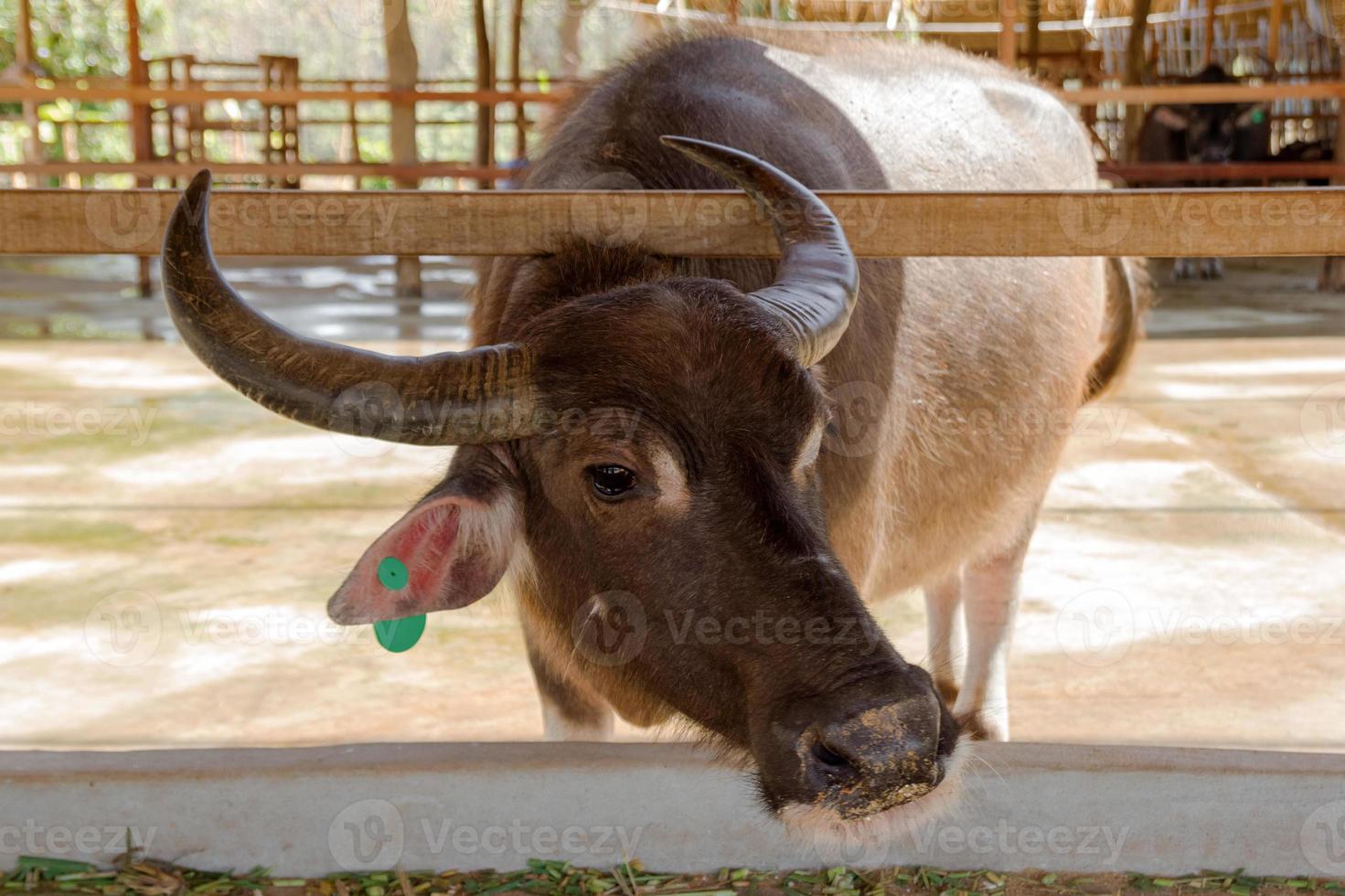 Close up portrait of buffalo on local dairy farm in Laos. photo