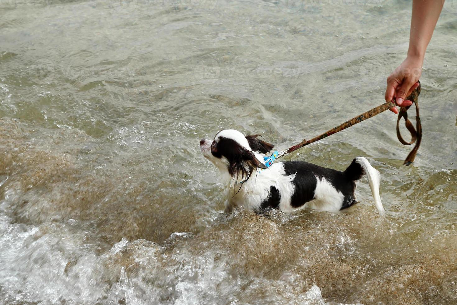 bañando a un pequeño perro blanco y negro en el mar. foto