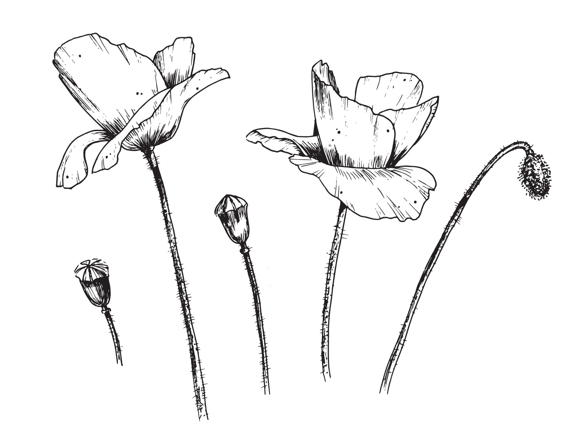 conjunto de flores de amapola. ilustración botánica vectorial dibujada