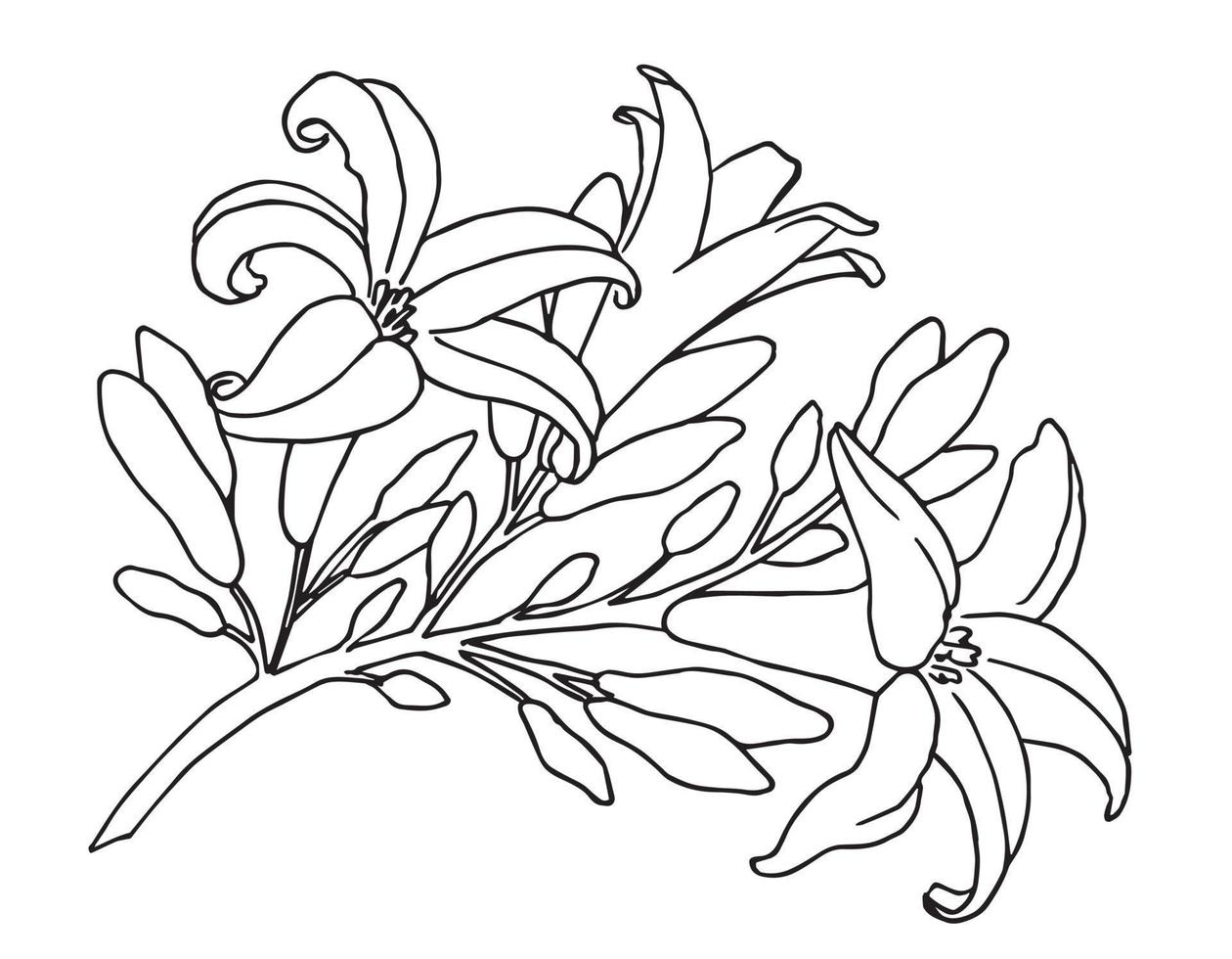 Sketch of blooming Floral Branch. Hand drawn vector illustration with Papaya Flower or Lily in line art style on isolated white backgrounds. Botanical drawing. Black outline for greeting cards