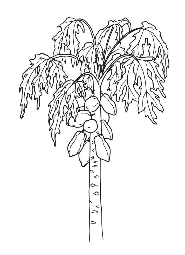 Papaya fruit Tree. Vector hand drawn illustration of Pawpaw palm in line art style. Drawing of tropical plant in black and white colors in isolated background. Botanical sketch for food label or logo