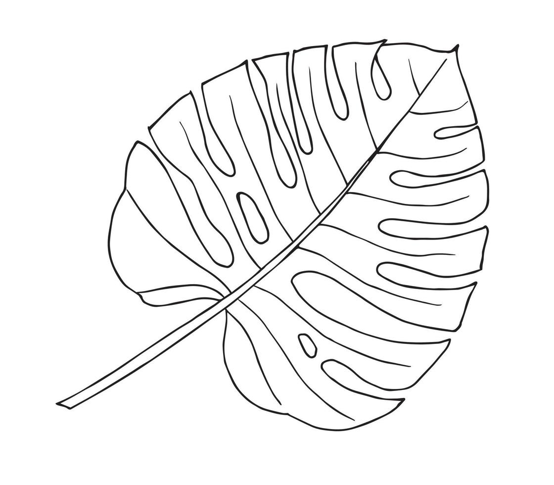 Vector drawing of Monstera Palm Leaf. Hand drawn illustration of tropical plant in sketch outline style. Exotic botanical silhouette in white and black colors on isolated background for logo or icon