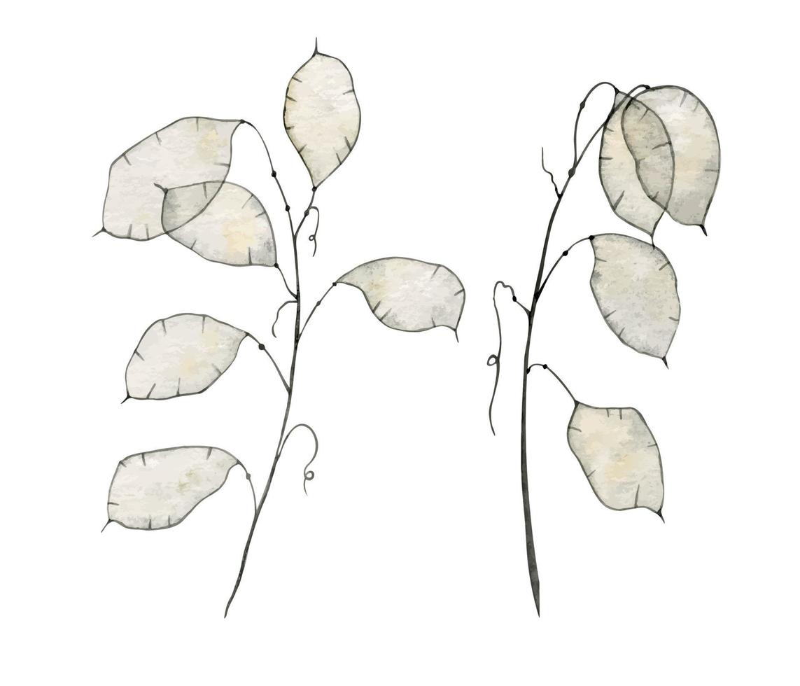 lunaria tiernas flores secas sobre un fondo blanco para herbario. ilustración de acuarela botánica para invitaciones de boda en un fondo aislado. lunar para cartel. dibujo en colores beige y blanco. vector