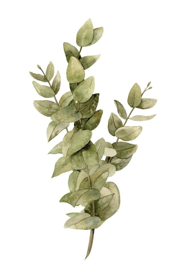 Watercolor illustration with Eucalyptus Bouquet with green Leaves and branches. Hand drawn sketch on isolated background. Botanical drawing for print or wedding invitations in nature style. vector