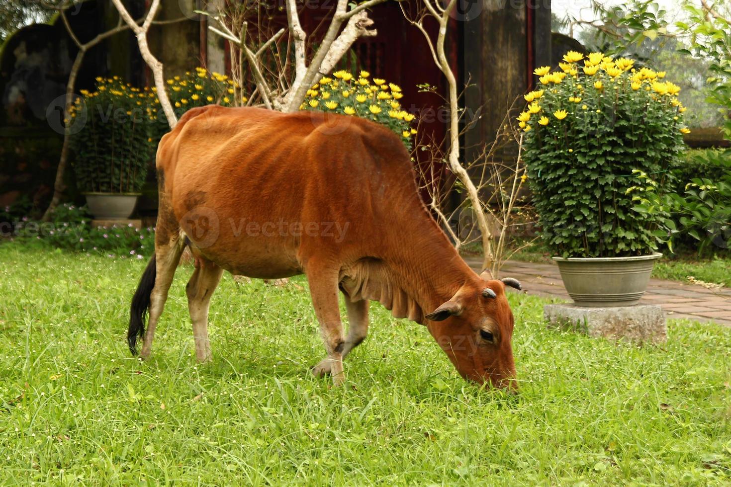 Cow is grazing on a grass on a background of yellow flowers of chrysanthemums. photo