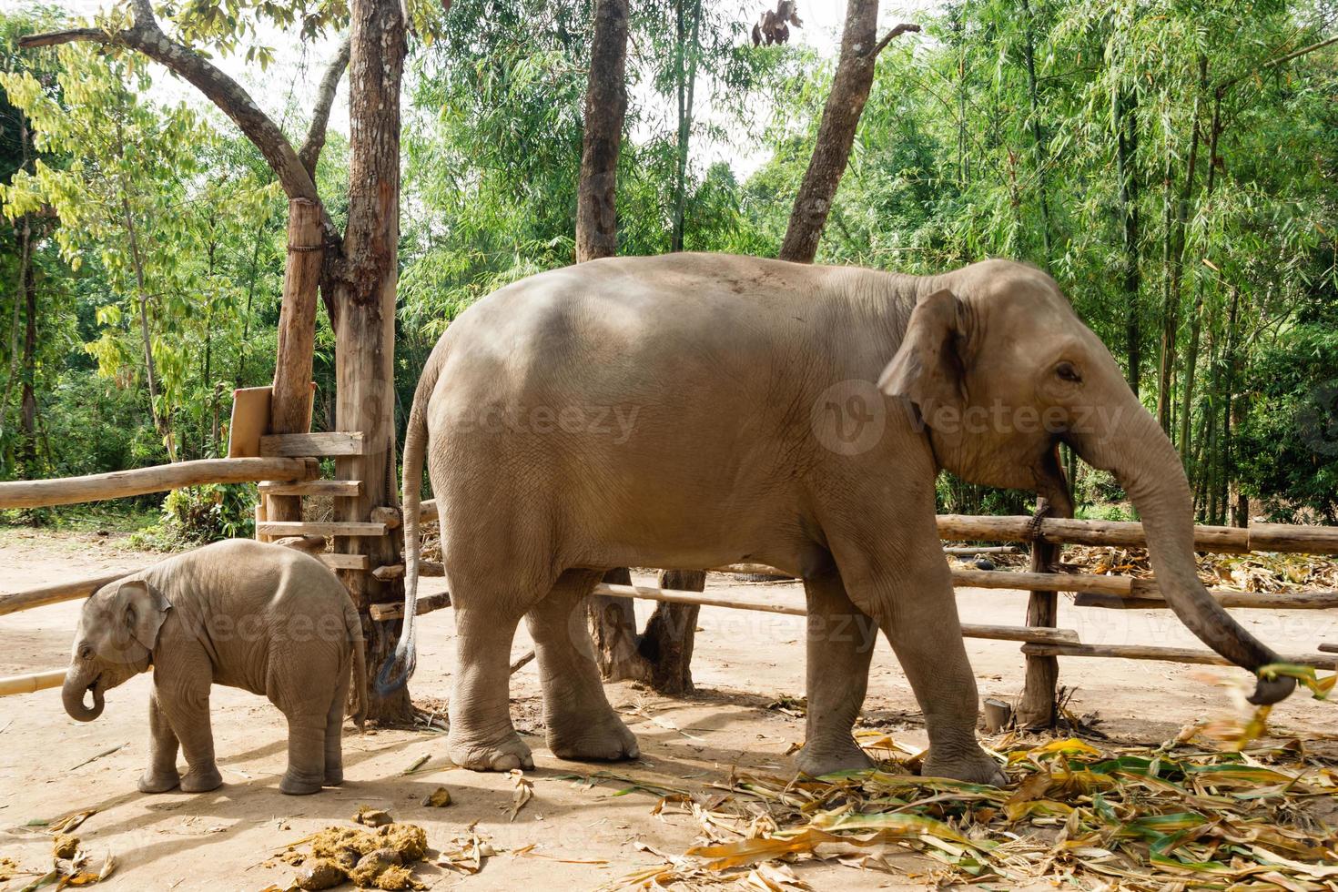 divertido elefante bebé de dos meses con su madre. provincia de chiang mai, tailandia. foto