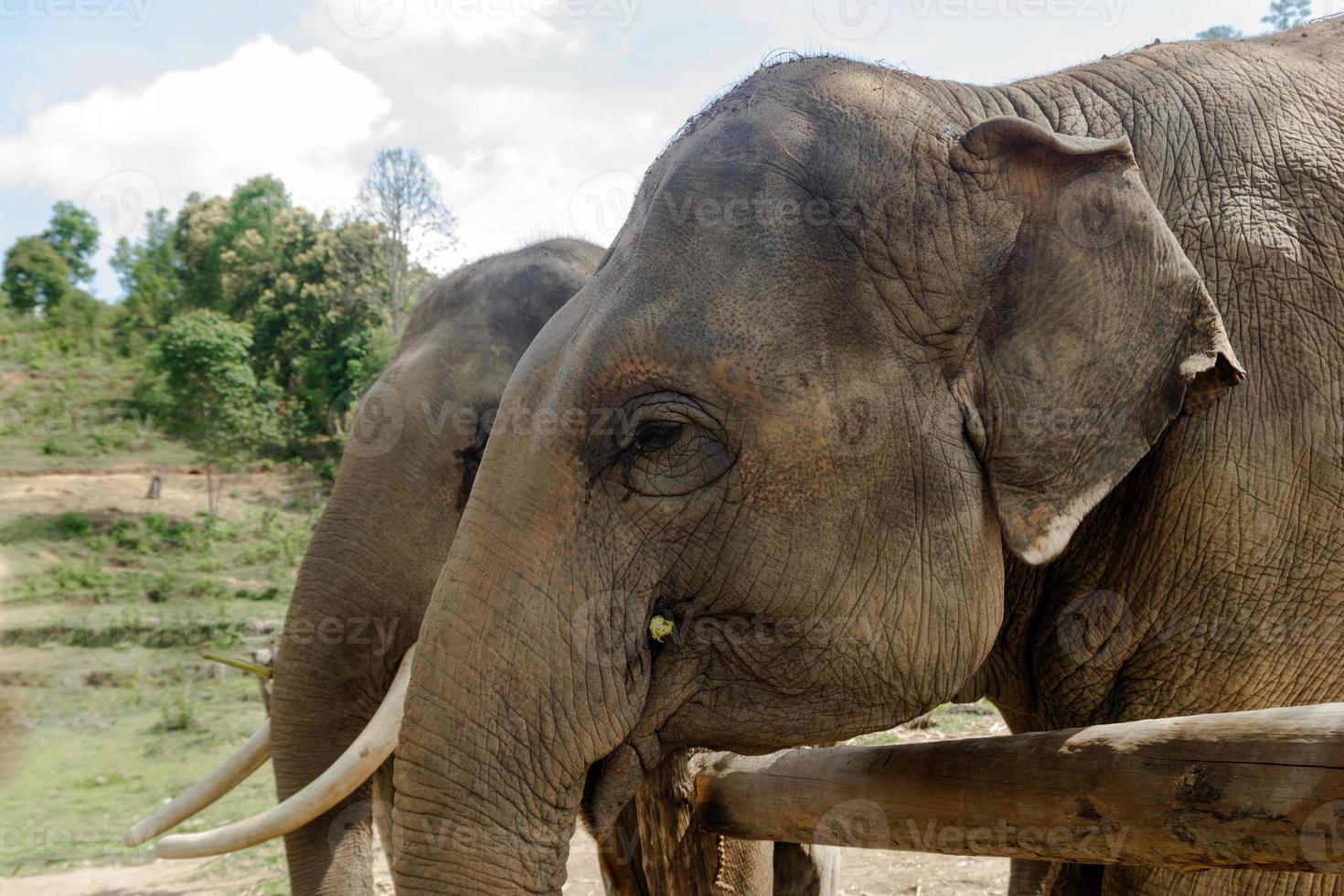 Portrait of two adult elephants in Elephant Care Sanctuary, Chiang Mai province, Thailand. Feeding of elephants. photo