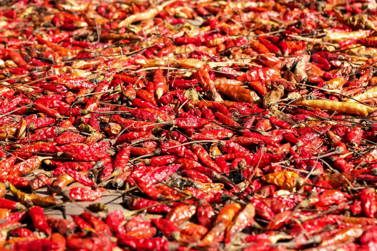 Red hot chilli peppers, top view. Dried in the sun. photo