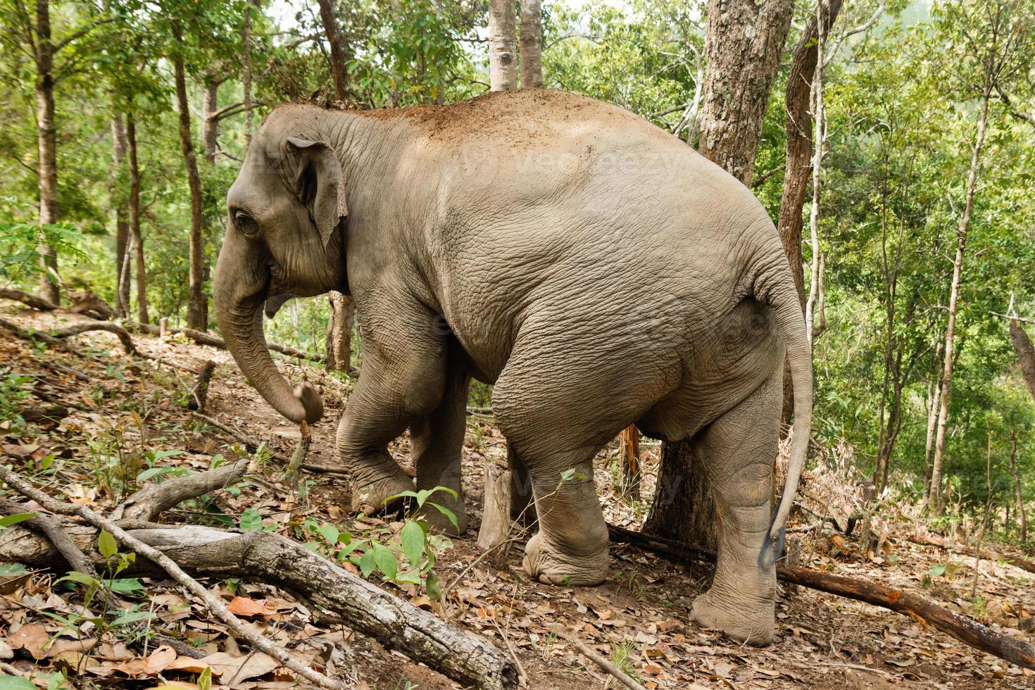 elefante caminando por la selva tropical. provincia de chiang mai, tailandia. foto