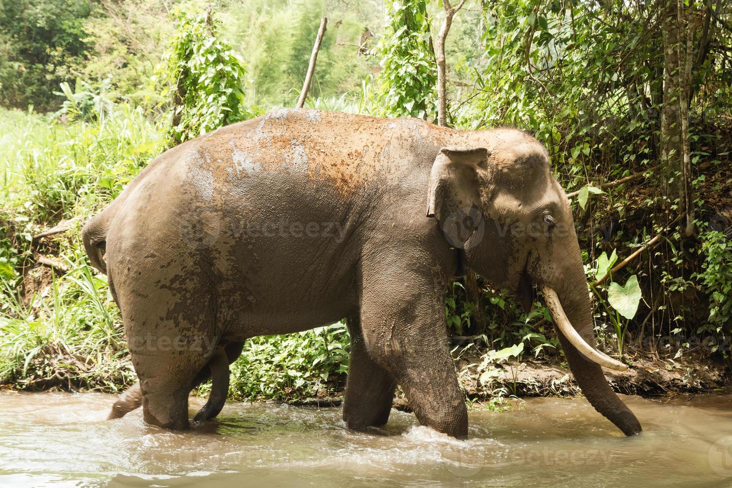 elefante se está bañando en un estanque entre una selva tropical. provincia de chiang mai, tailandia. foto