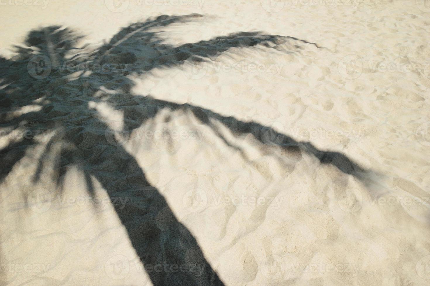 sombra de palmera en una playa de arena. foto