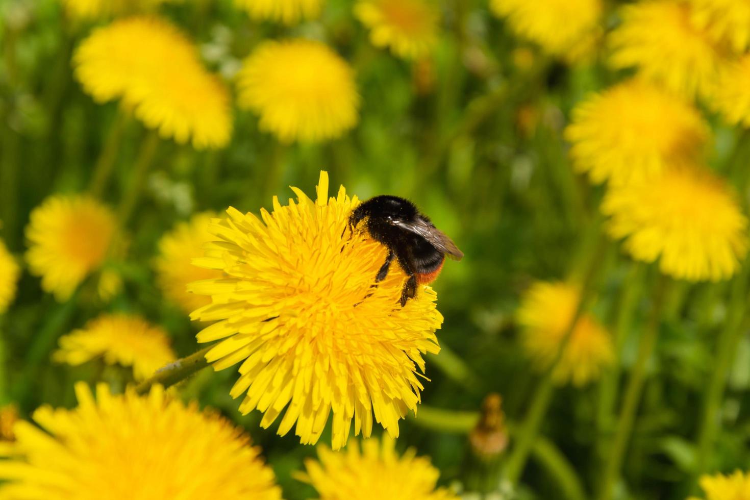 el abejorro peludo recolecta néctar sentado en un diente de león amarillo brillante en primavera, recolectando néctar, abejorro trabajador foto