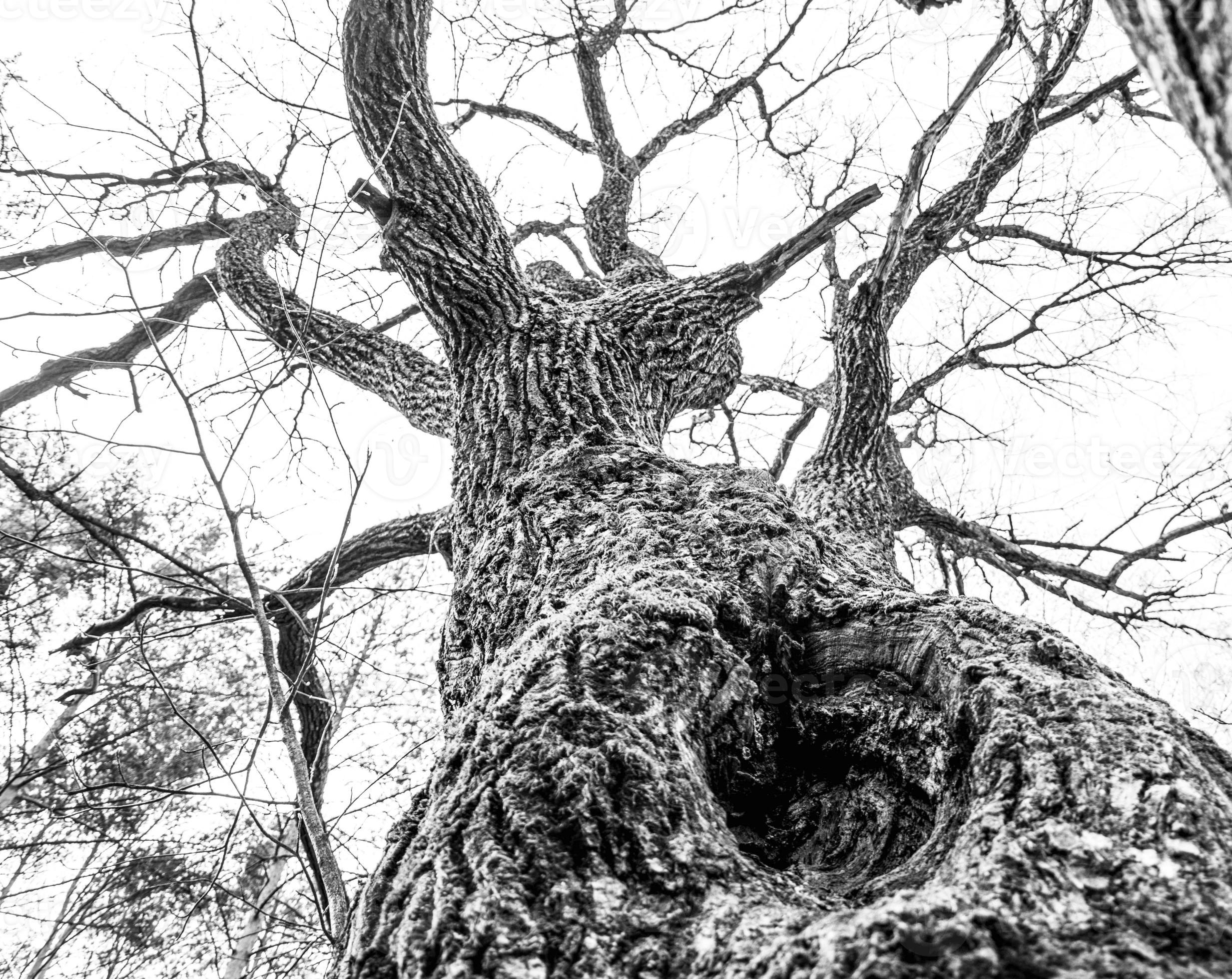 black and white photo of an old oak tree in the park, an old oak tree