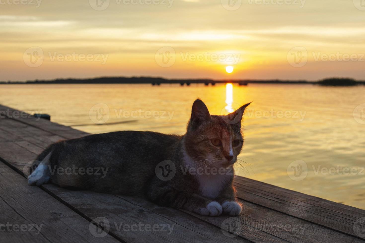 Beautiful cat resting on the pier of the lake at sunset, outdoors, portrait of a cat on the background of the sunset. photo