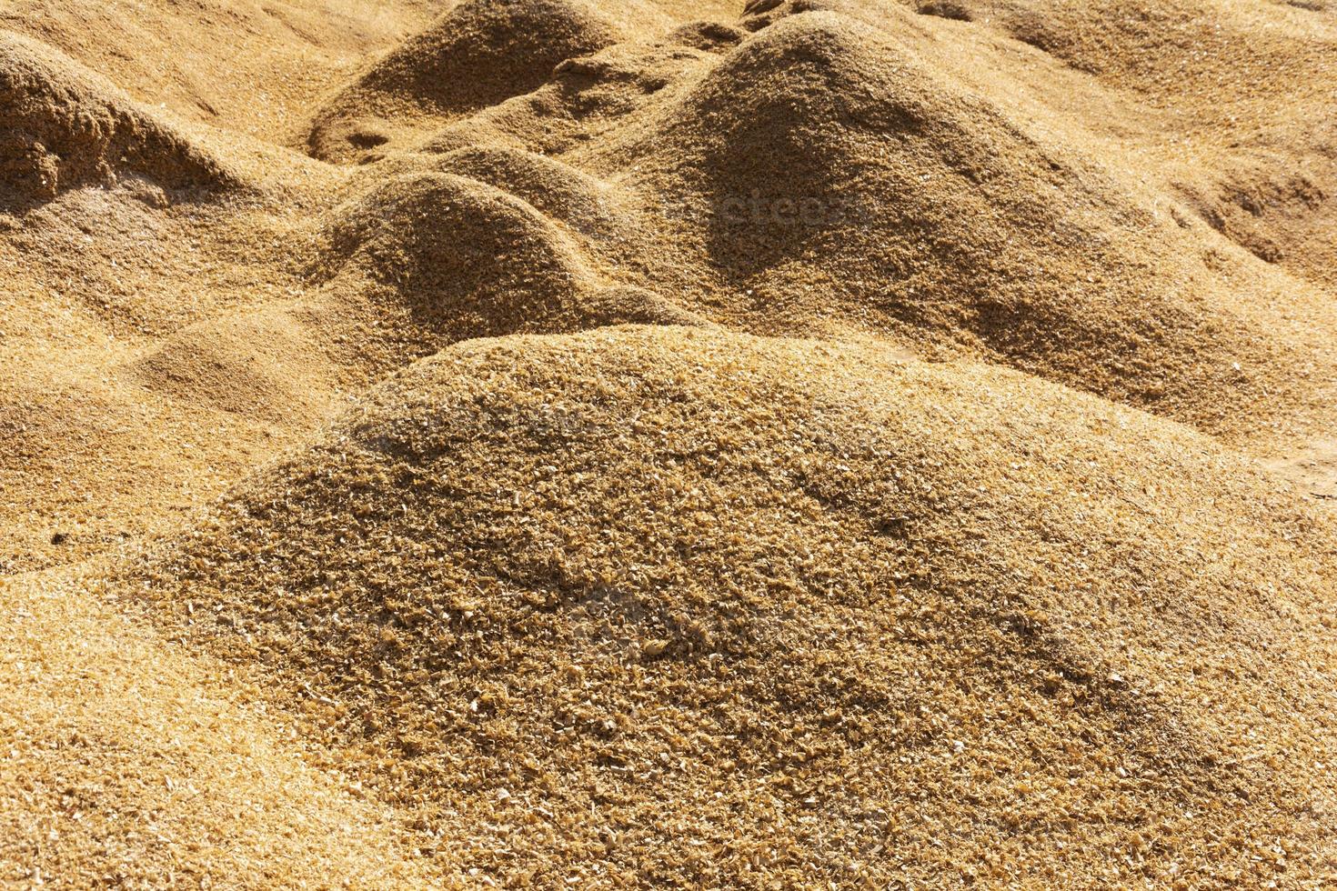 a lot of wood sawdust, carpentry waste, a lot of sawdust, combustible waste, sawdust dump, mulching photo
