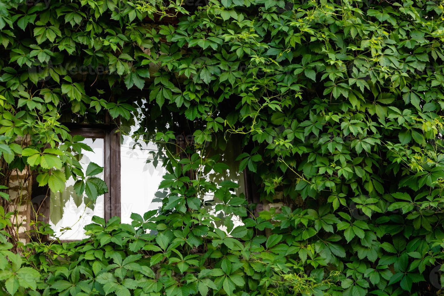 Wooden window in a traditional European country house. A wall overgrown with wild grapes, green foliage, a dacha, summer photo