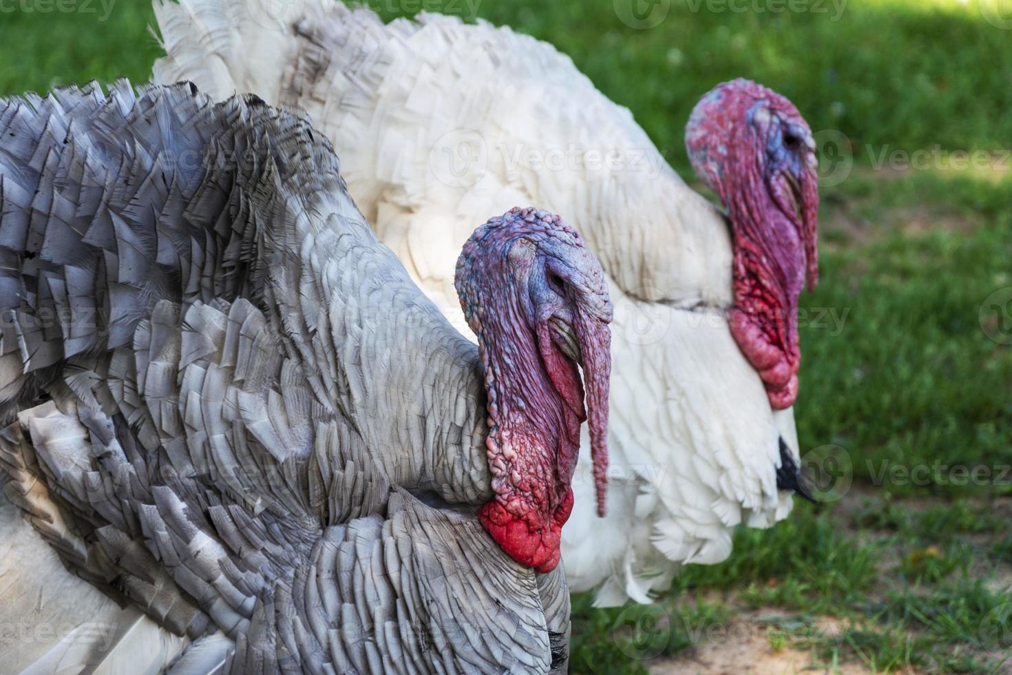 pavos aterradores sobre la hierba verde, pollos españoles, pollos turcos, pavo vivo foto