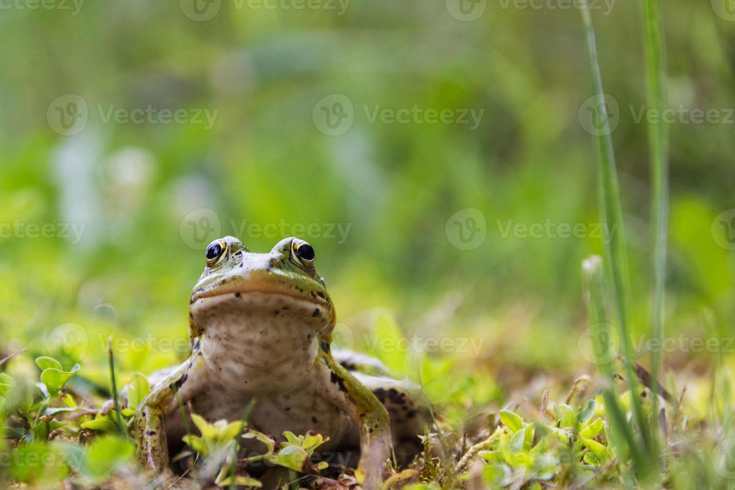 rana sentada en la hierba, sapo en la hierba verde, rana fría y resbaladiza en la naturaleza, verrugas en la piel foto