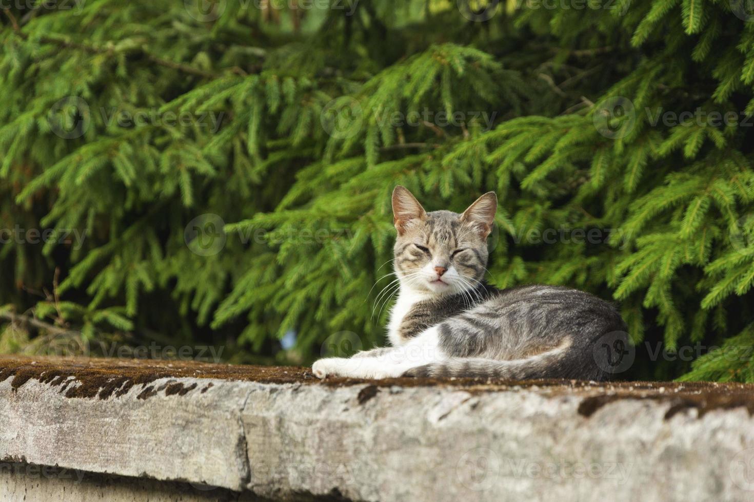 A gray cat is napping on the stone city parapet against the background of green fir trees and the wall of the house photo