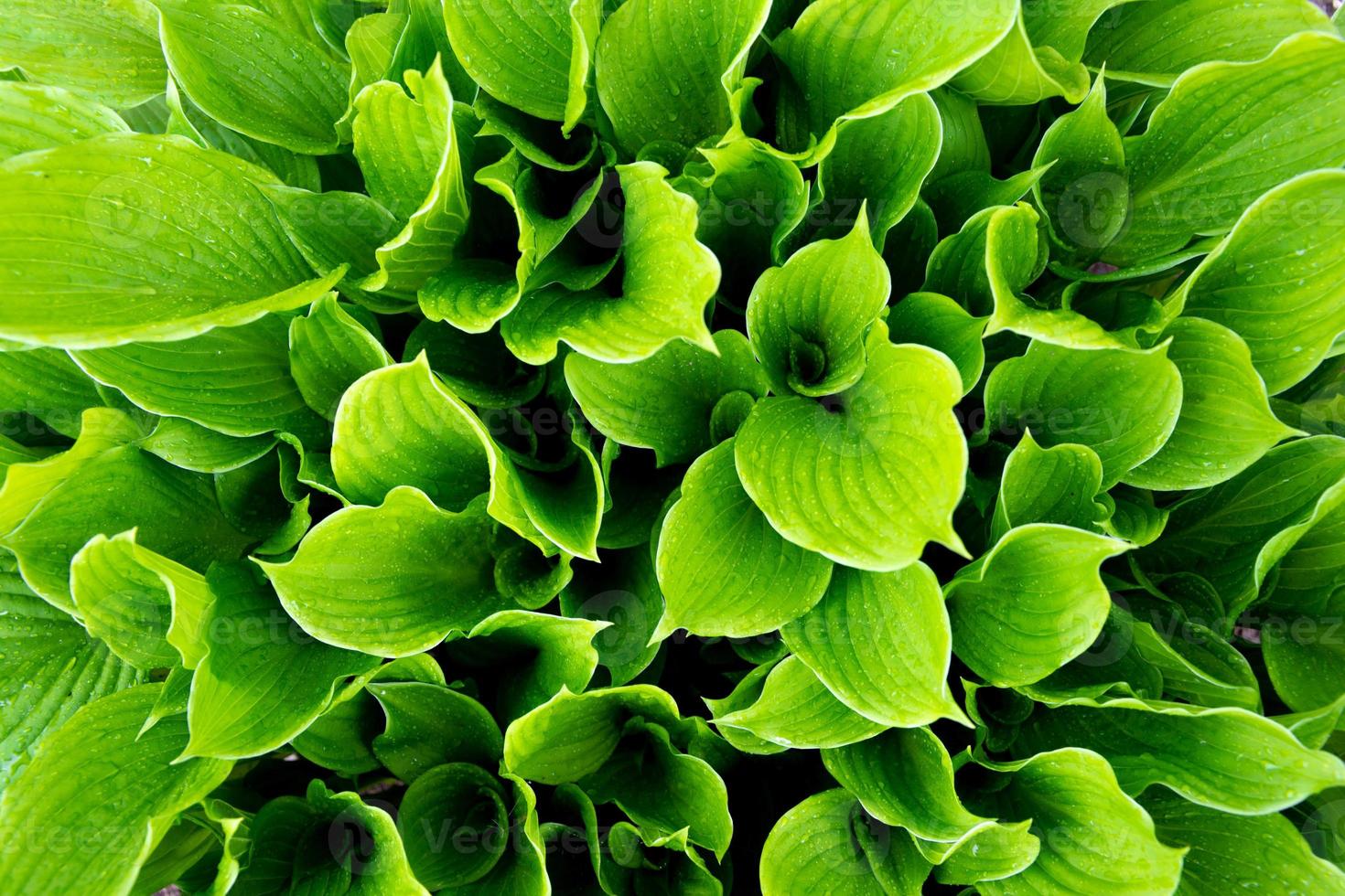 hojas verdes de hosta, gotas de rocío en hojas frescas de hosta verde, hosta verde foto