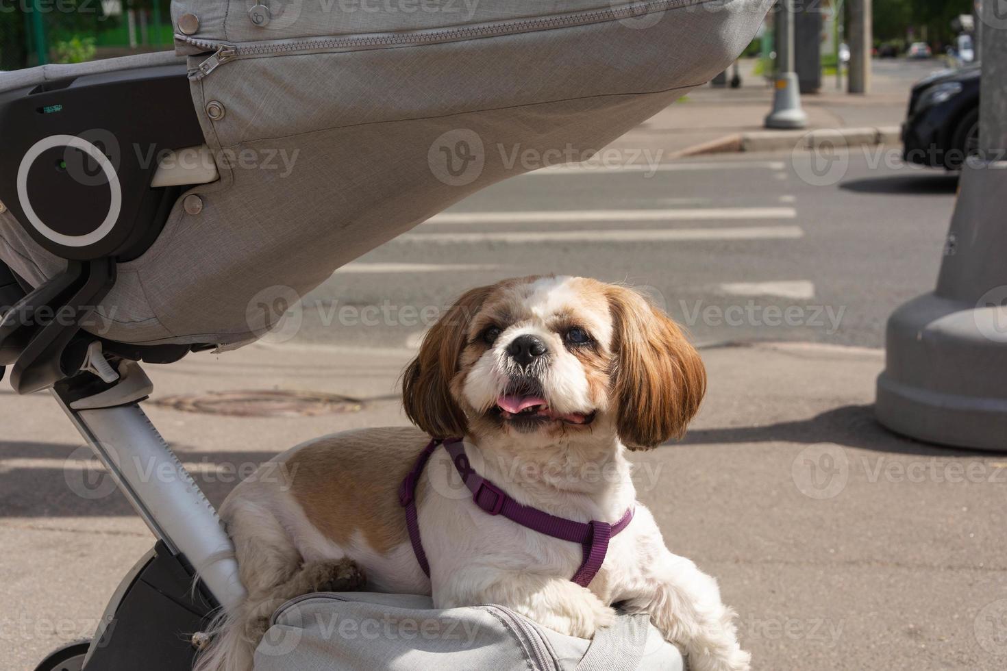 the dog is carried in a baby carriage with the child, the dog rides in a stroller, a lazy walk photo