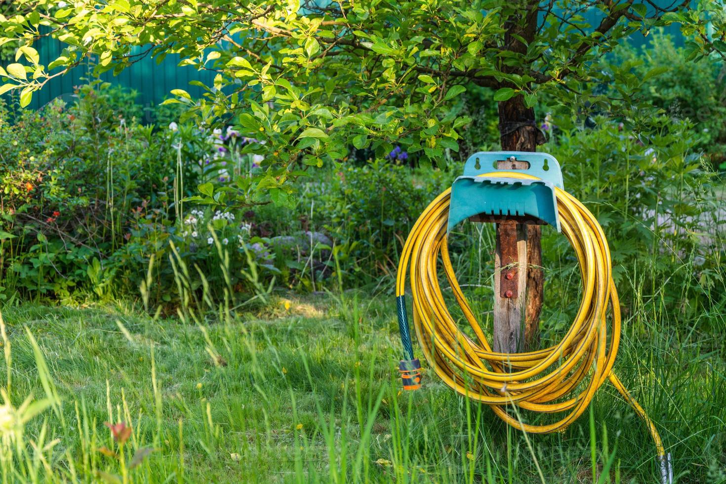 Yellow rubber irrigation hose coiled in a bay hanging in a green garden, a bay of irrigation hose on a background of green grass in the garden, reinforced irrigation hose photo