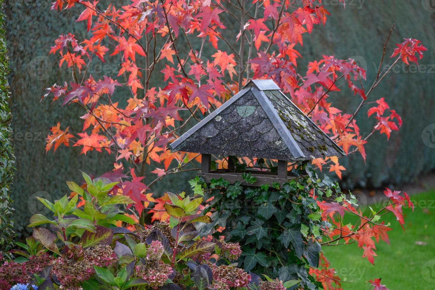 Autumn time in the garden photo