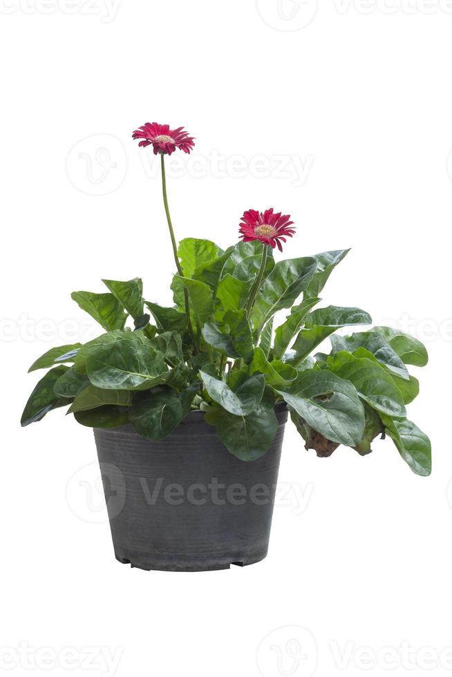 Beautiful red gerbera flower in black plastic pot isolated on white background included clipping path. photo