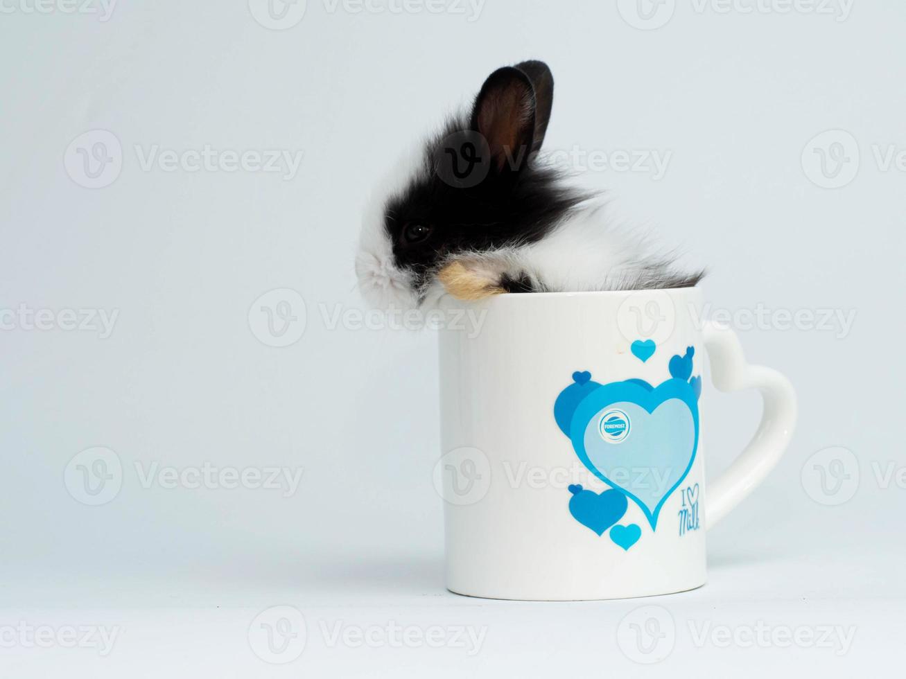 Rabbit in glass animal pet wildlife bunny ear mammal baby little happy easter day spring season character beautiful child cute holiday white background copy space concept photo