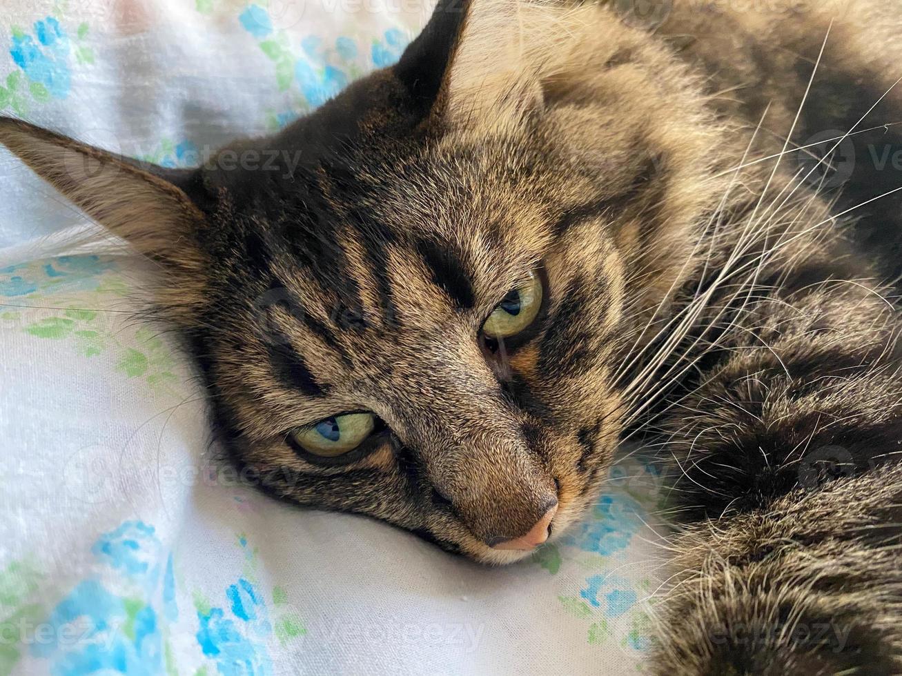 The head and muzzle of a striped fluffy beautiful sleeping cat with eyes with a mustache and ears, lying on a bed photo