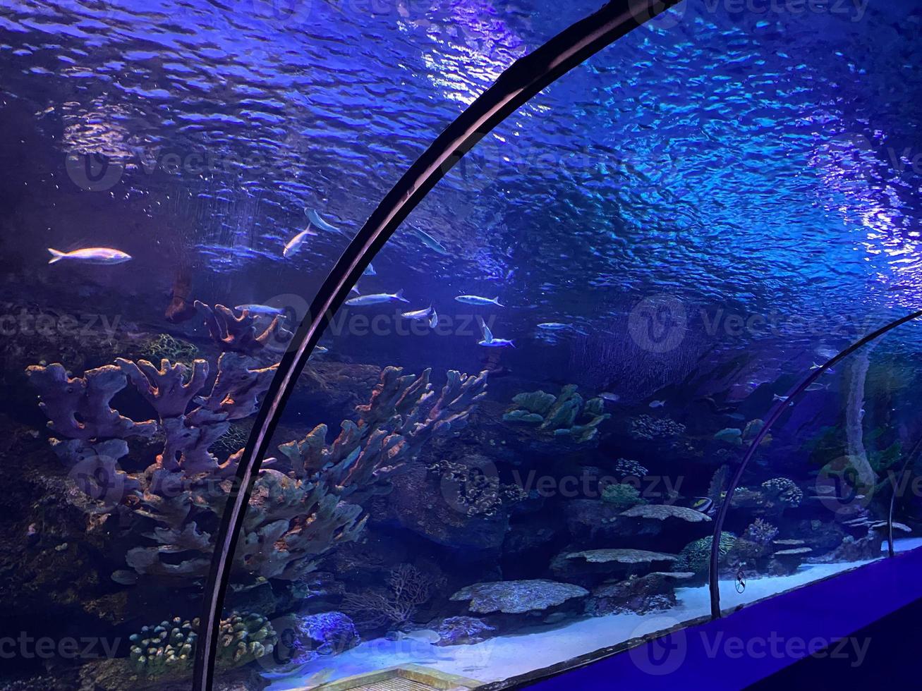 Underwater tunnel in oceanarium photo