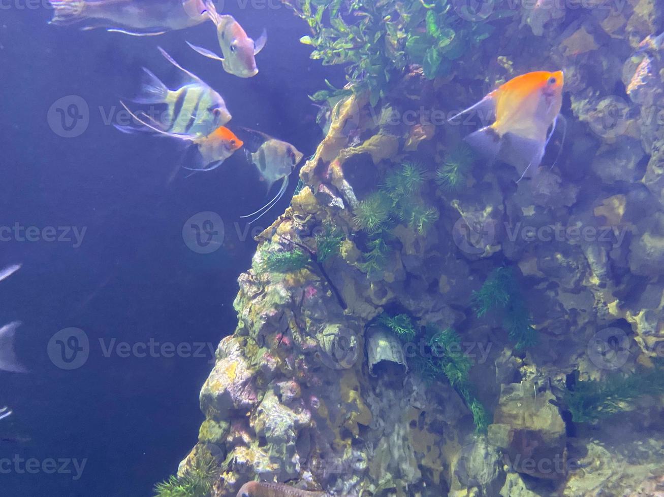 un montón de peces de acuario sobre un fondo oscuro. gymnocorymbus ternetzi. colores brillantes brillantes. peces exóticos glo tetra peces glo fluorescentes, peces brillantes de neón foto