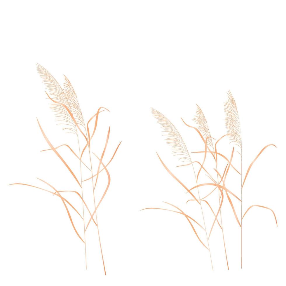 Dry reed vector stock illustration. Isolated on a white background. A sprig of cane. Swamp grass.