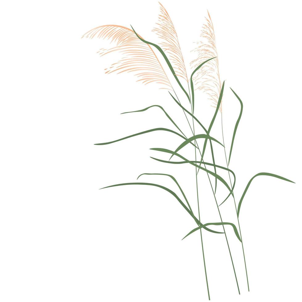 Dry reeds. The swampy kapush swings in the wind. dried flower. Abstract dry grass flowers, herbs. Vector stock illustration isolated on a white background.
