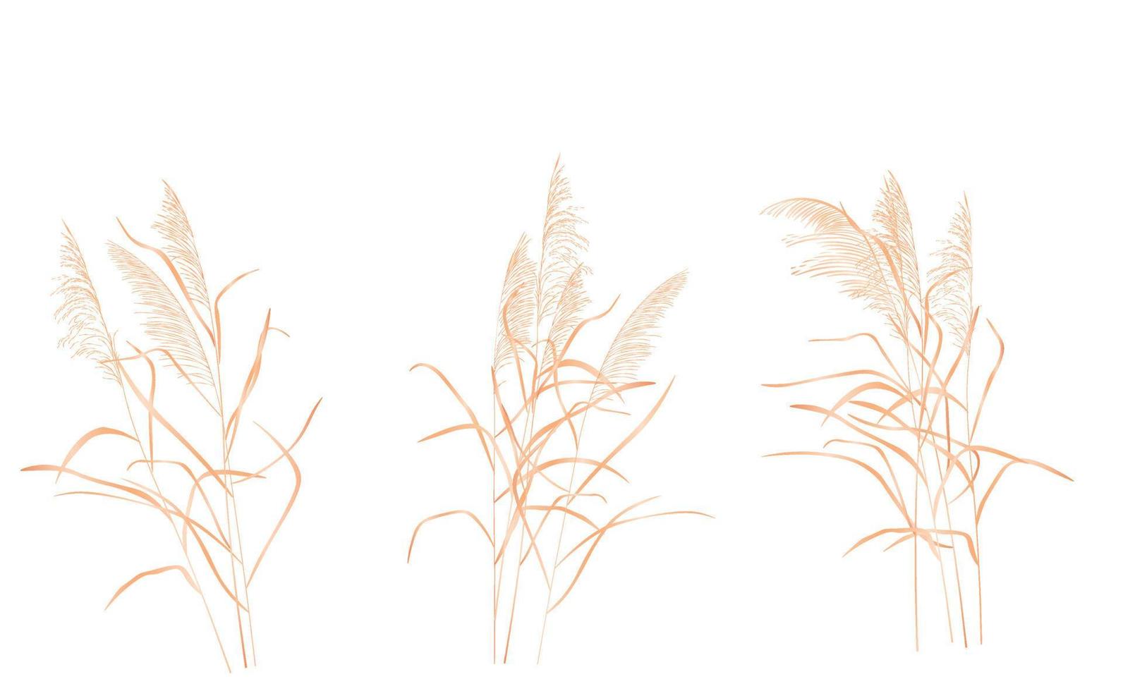 Dry reed vector stock illustration. Isolated on a white background. A sprig of cane. Swamp grass.