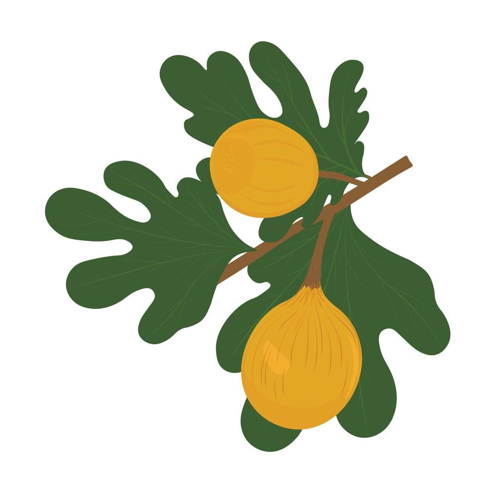 higos fruta en rama con hojas. ilustración de stock vectorial. fruta dulce. diseño para portadas, empaques, etiquetas, menú, oferta de temporada. Aislado en un fondo blanco. vector