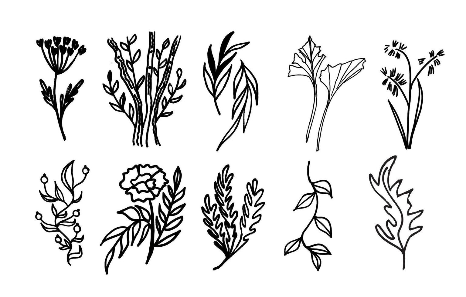 A set of plants with black lines by hand. Twigs and flowers vector