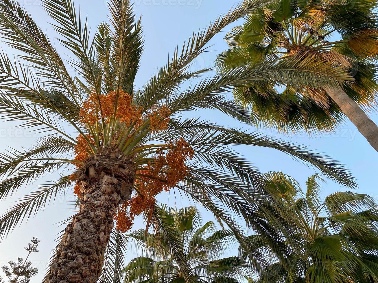 Beautiful palm trees with green fluffy sweeping juicy large leaves against the blue sky in a tourist warm eastern tropical country southern resort. Back background, texture photo