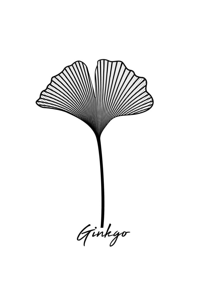 hoja de ginkgo biloba aislada sobre fondo blanco. hojas dibujadas a mano. diseño de logotipo vector ilustración botánica en blanco y negro