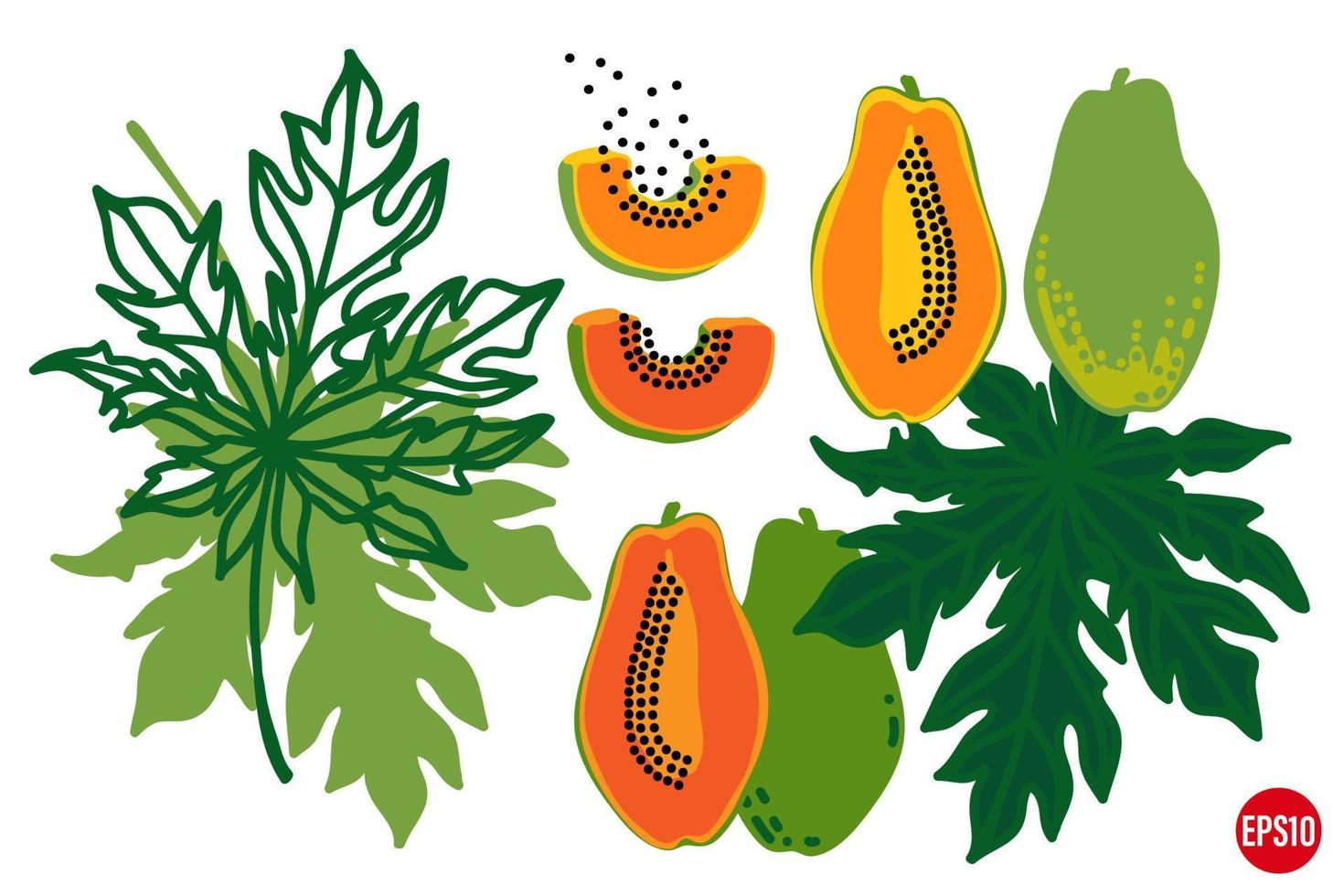 Vector hand drawn papaya fruits and leaves. Tropical element set. Pawpaw various shaapes with seeds.