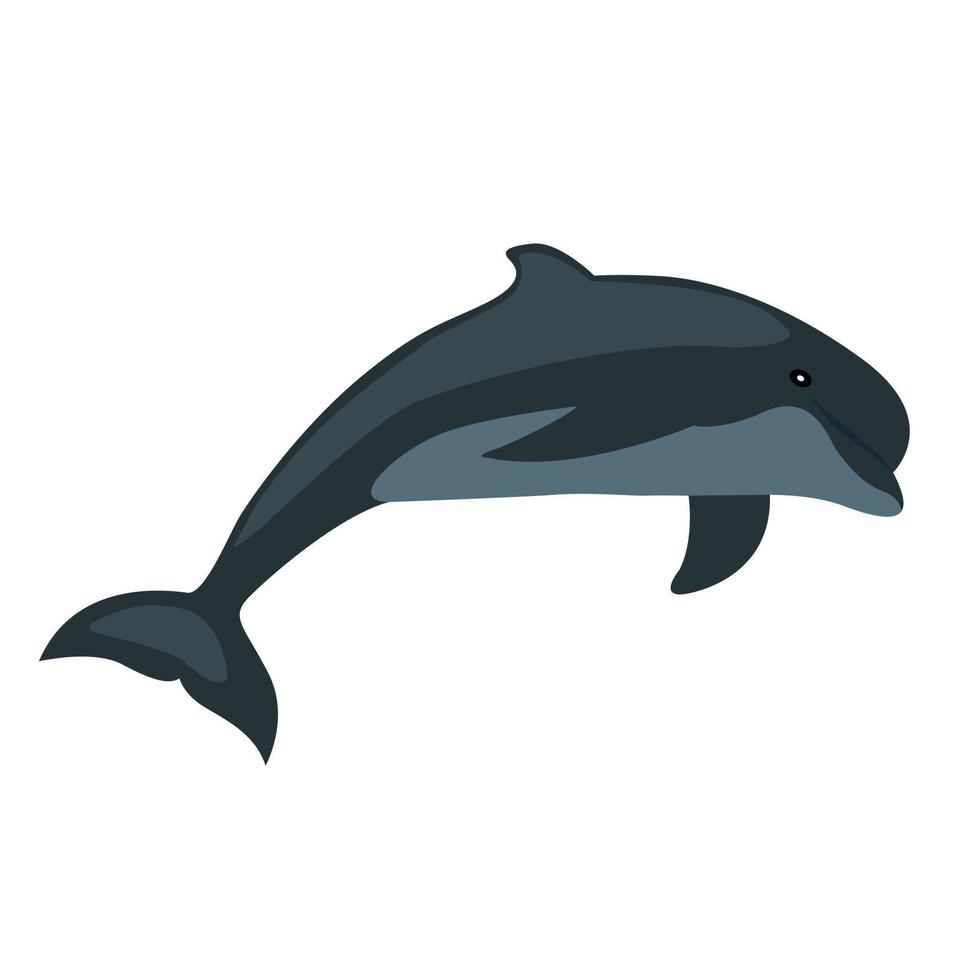 dolphin animal vector illustration icon