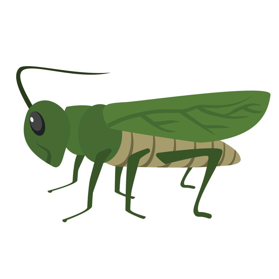 grasshopper animal vector illustration icon image