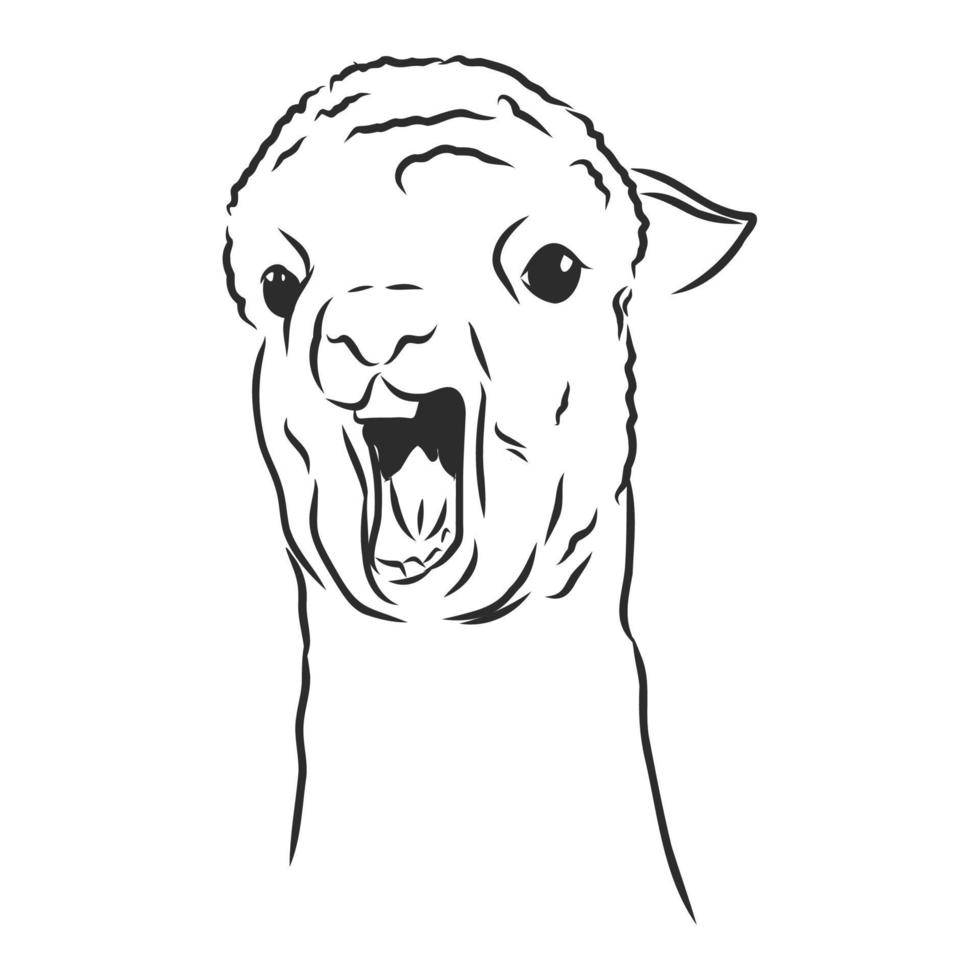 lama vector sketch